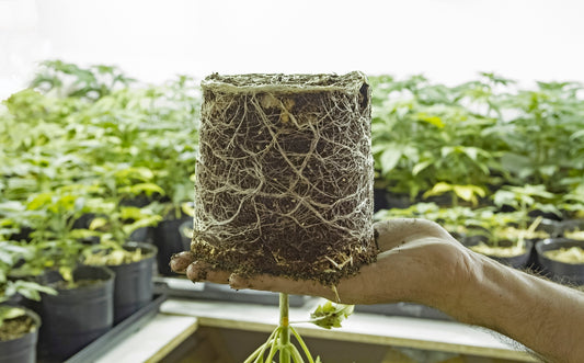 Cuándo y cómo trasplantar marihuana