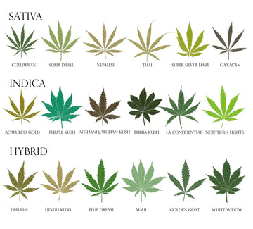 ¿Cannabis Sativa o Indica? Mira las diferencias