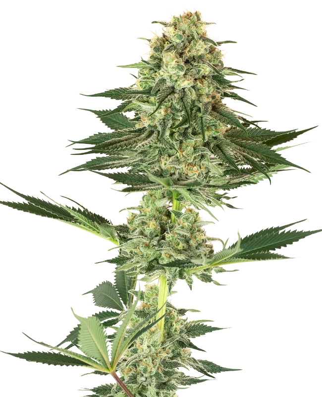 Ghostrain Haze x Celestial - feminizada