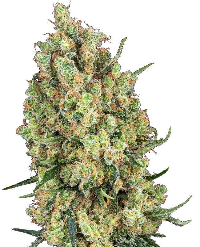 Funky x Mimosa - feminizada