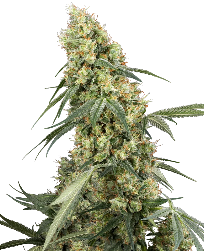Chocotangie x Melon - feminizada