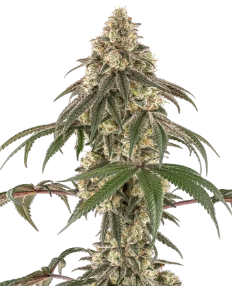 Semillas feminizadas de Cream Mandarine - Importación Europea | Jhon Daime