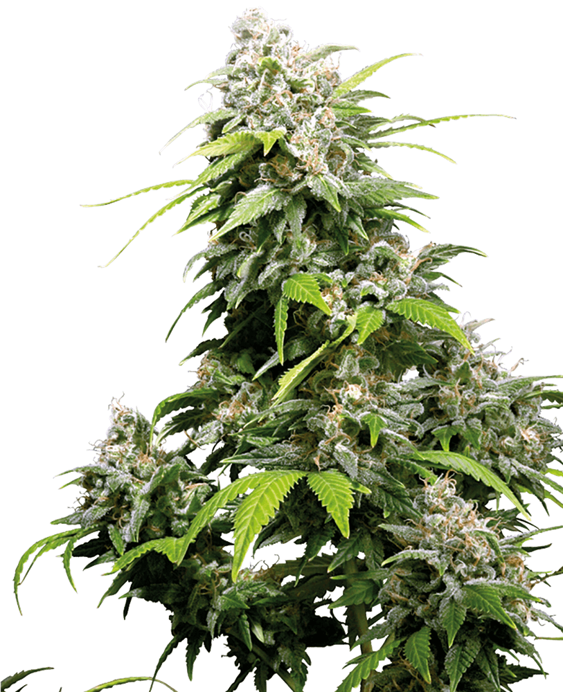 Mimosa x Cherry Pie - regular - Jhon Daime