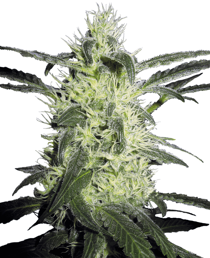 Banana Punch - feminizada - Jhon Daime