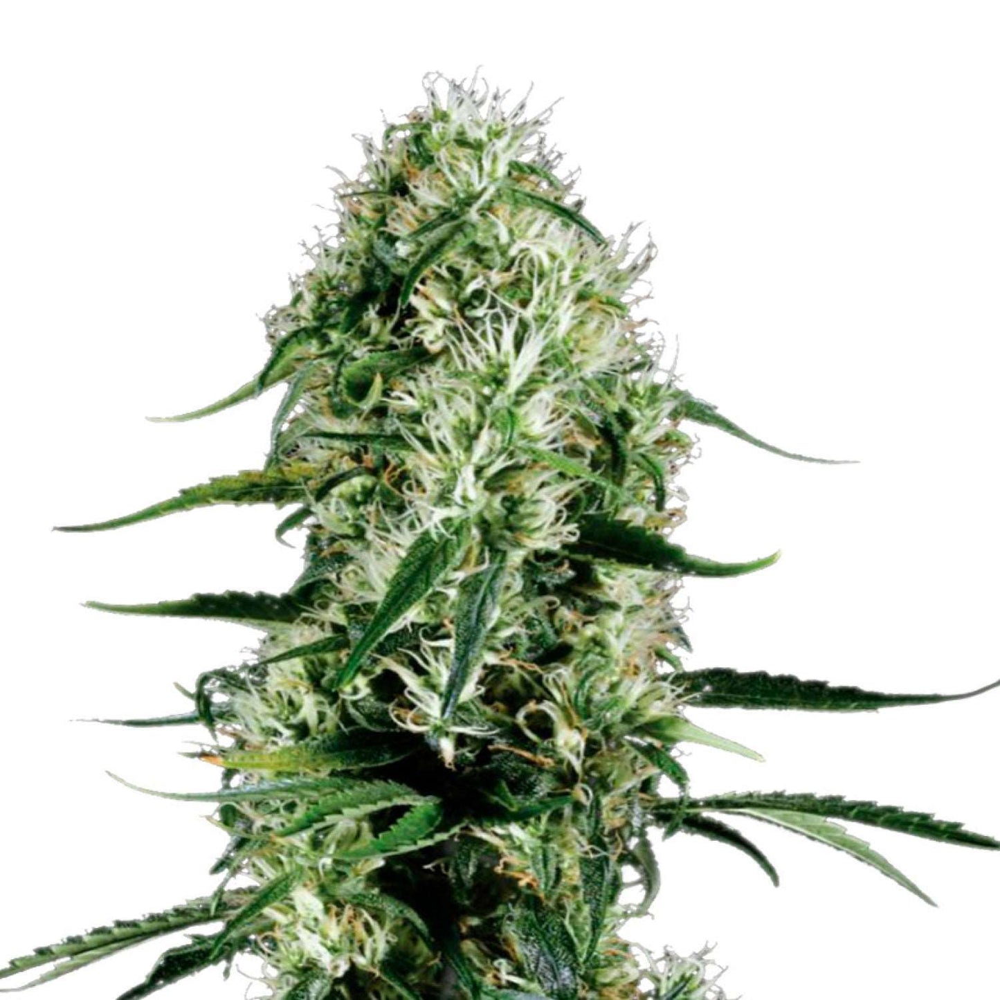 Ghost Train Haze x Cherry Pie - regular - Jhon Daime