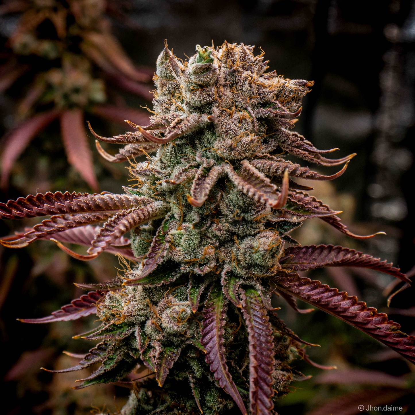 Mimosa x Mimosa - feminizada - Jhon Daime