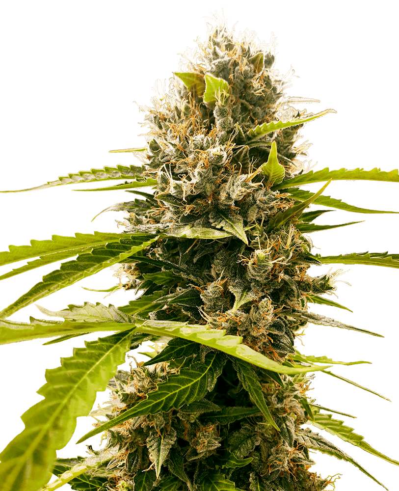 White Widow - automática