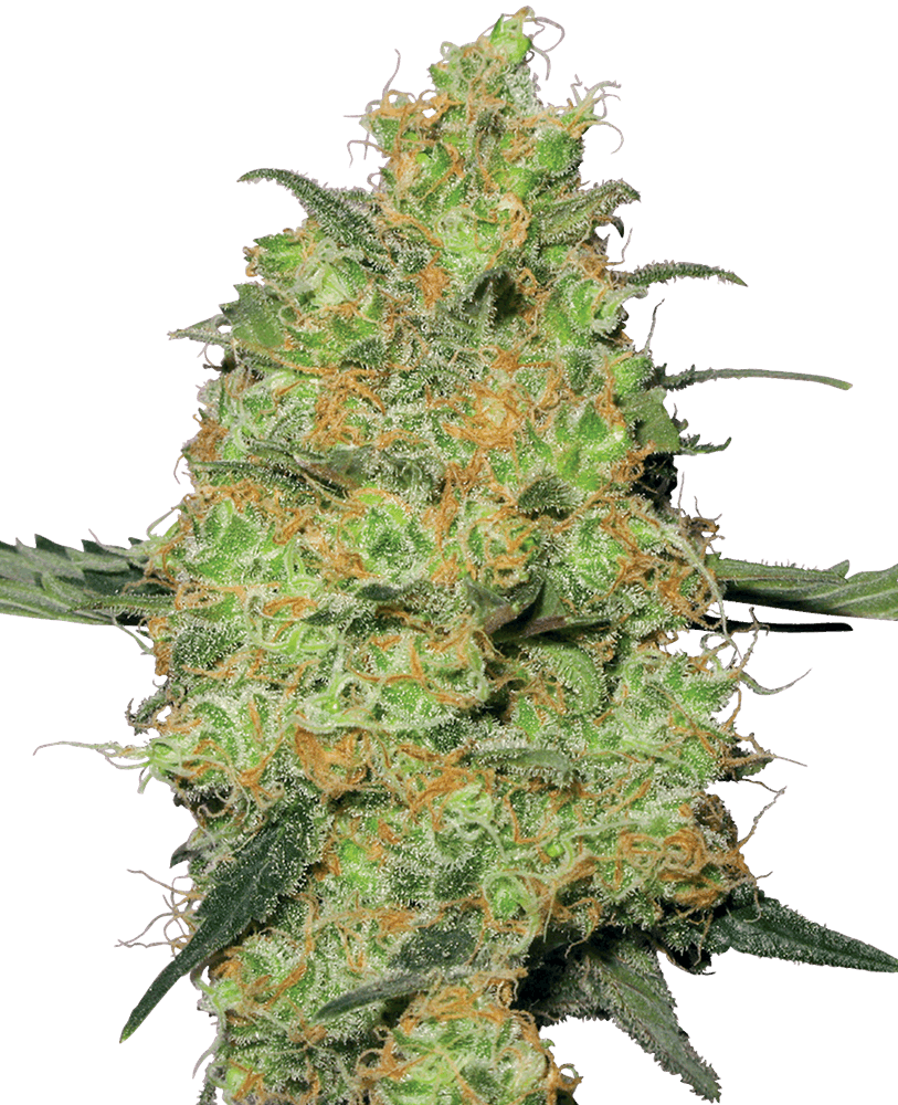 Girl Scout Cookies - Automática