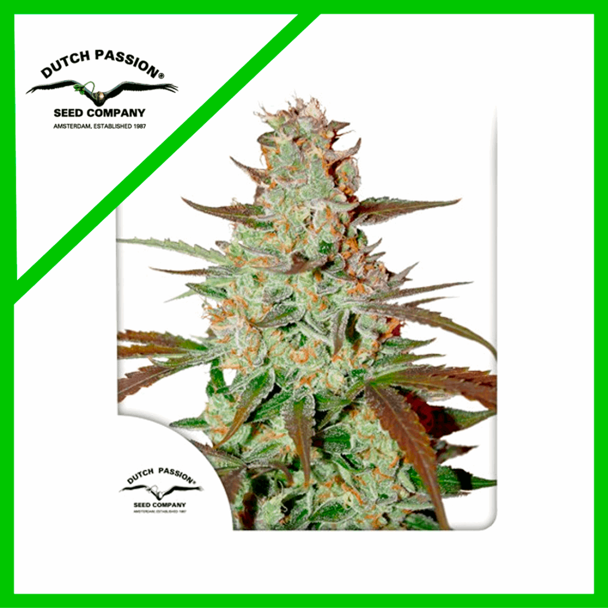 Auto Mazar - Automática- Pack 3 Semillas - Jhon Daime