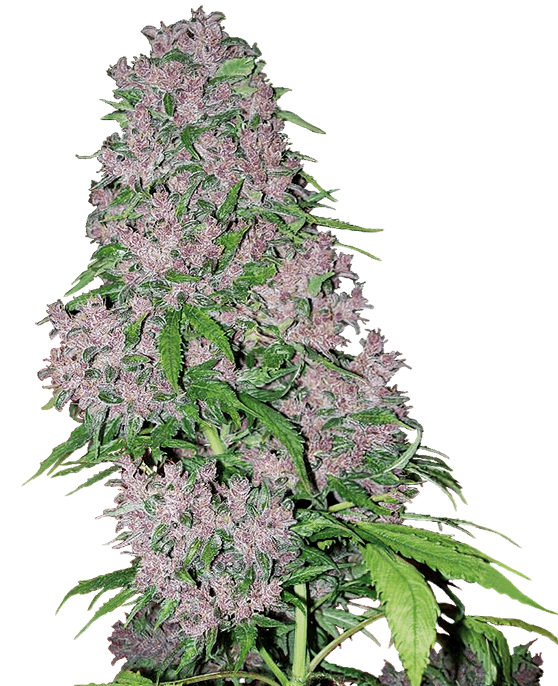 Purple Punch - Automática - Jhon Daime