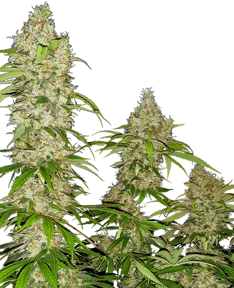 Denom Machete x Cherry Pie x Mimosa - feminizada - Jhon Daime