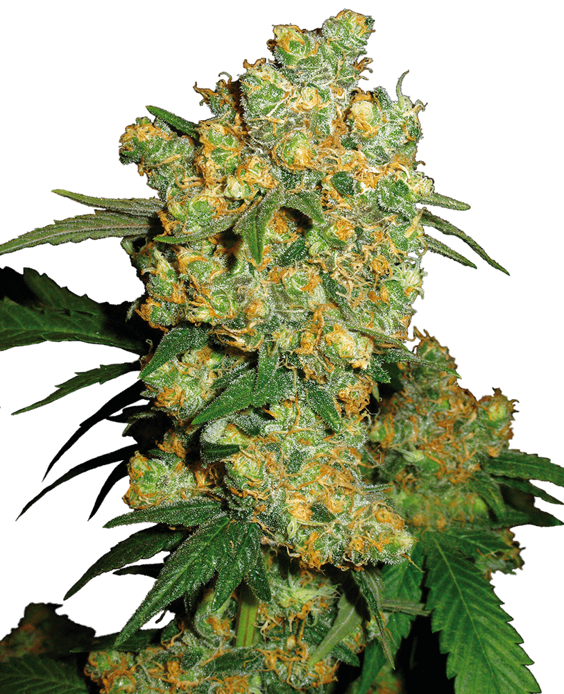 Sherb Breath x Hindú Zkittlez - Feminizada - Jhon Daime