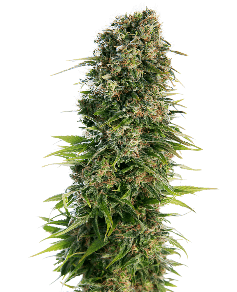 Blue Cheese - automática - Jhon Daime