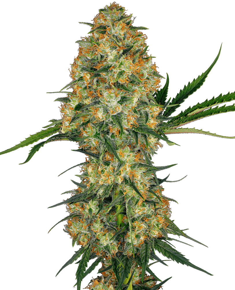 GMO x Pakistan x Mimosa - Feminizada - Jhon Daime
