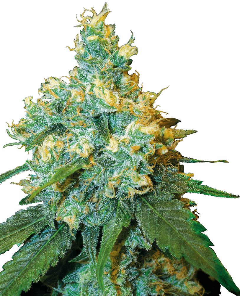 Sherbreath x Haze x Mimosa - feminizada