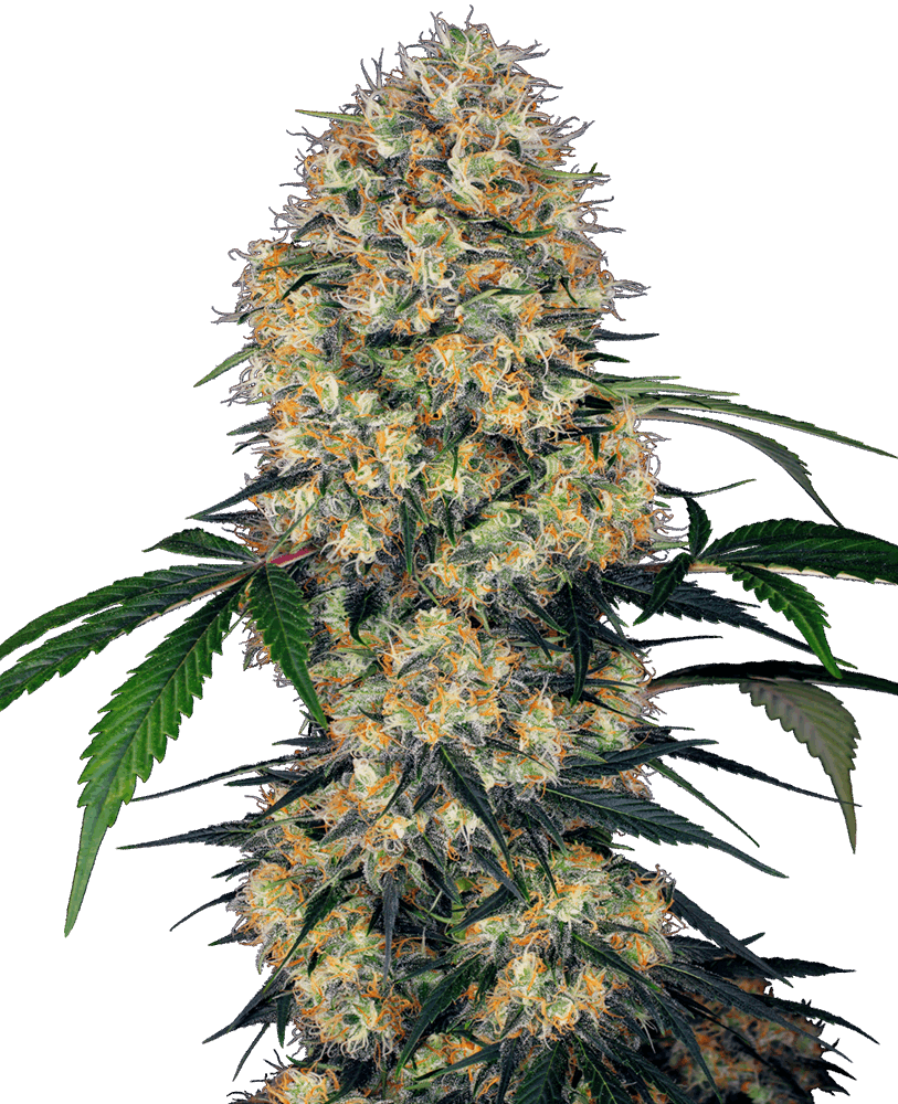 Bc God Bud x Mimosa - Feminizada - Jhon Daime