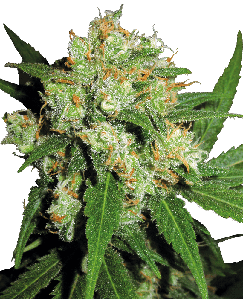 Strawberry - feminizada