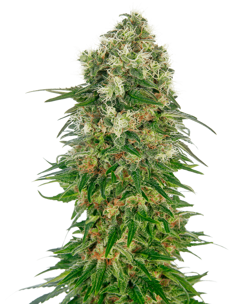 OG Kush - feminizada - Jhon Daime