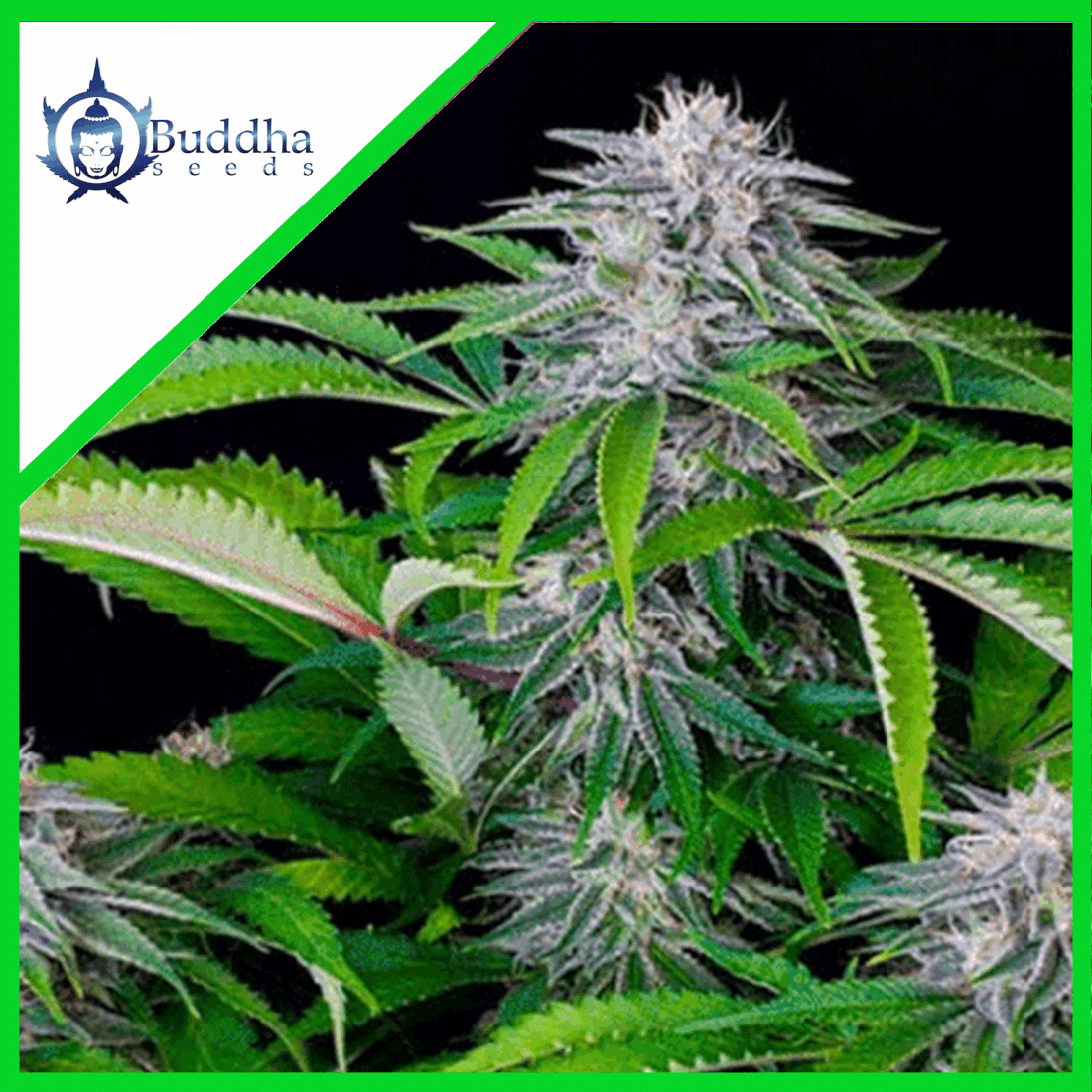 Tangie Auto X3