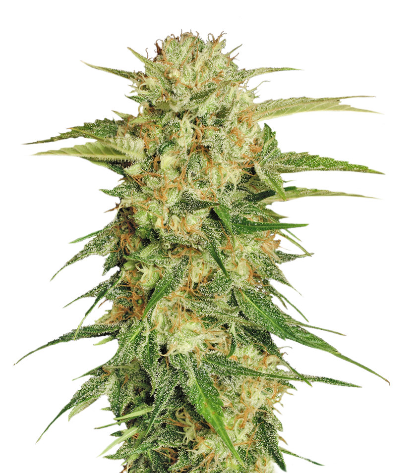 Mandarine XXL - automática - Jhon Daime