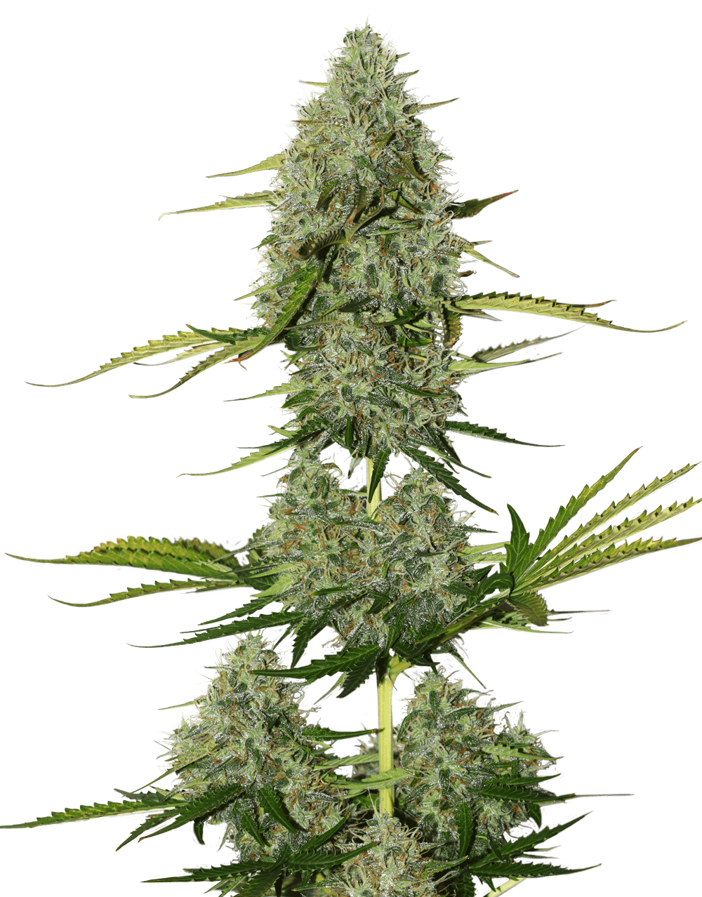 (Original Haze x Jamaican Blue Montain) x Mimosa - Feminizada - Jhon Daime