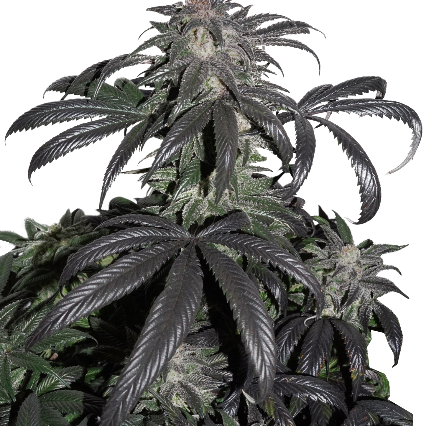Bubba Kush - feminizada - Jhon Daime