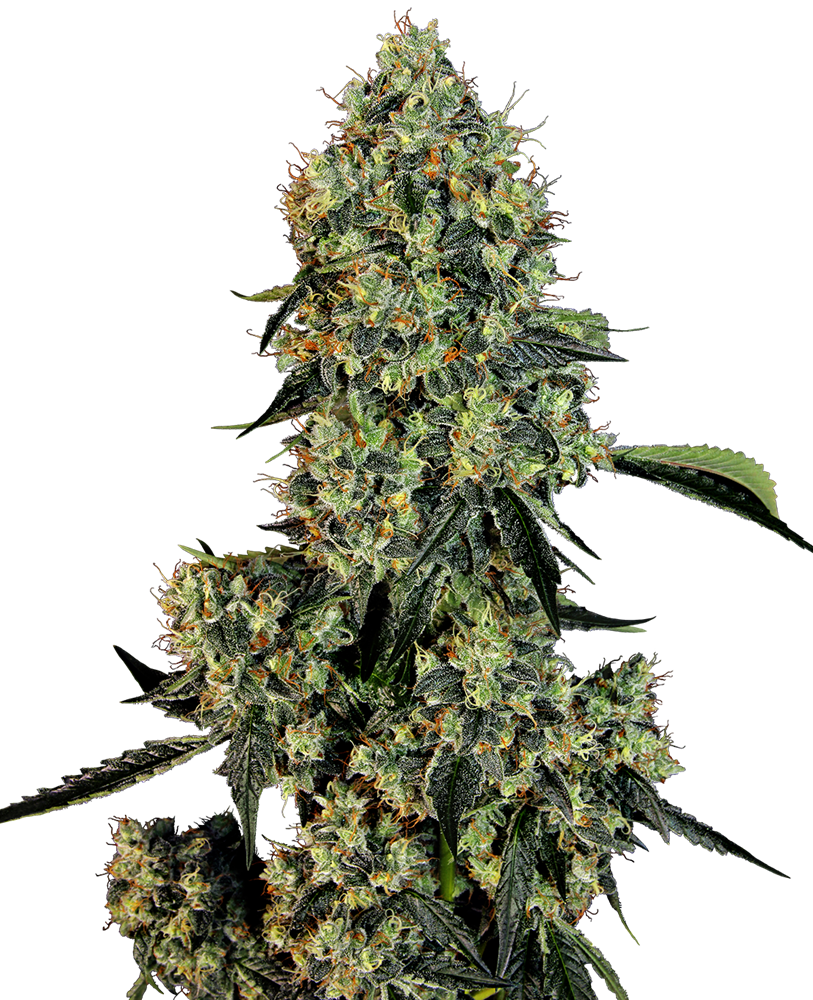 Kosher Kush - feminizada - Jhon Daime