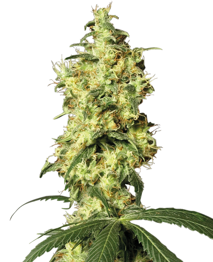 Strawberry Ice Cream - feminizada - Jhon Daime