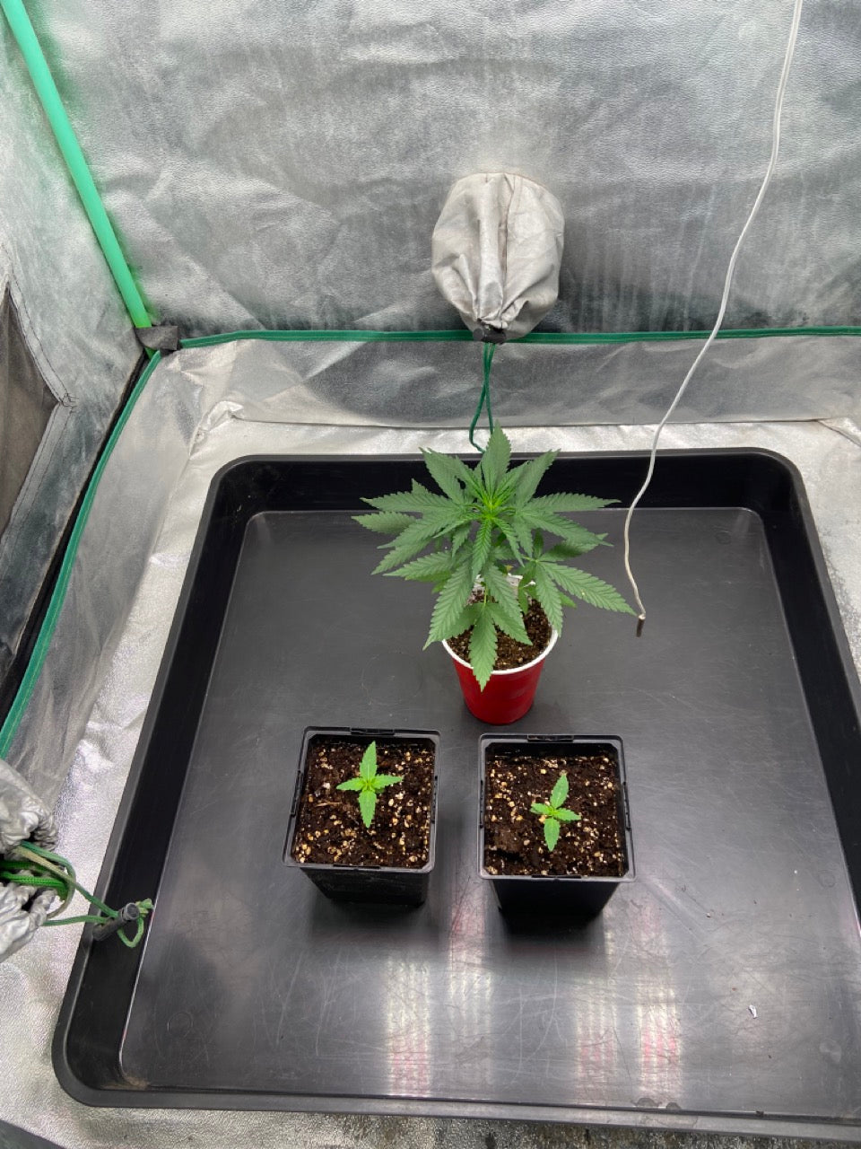 Día 1: Inicio del cultivo