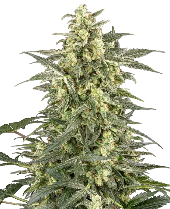Semillas automáticas de OG Kush - Importación Europea | Jhon Daime