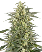 Semillas automáticas de OG Kush - Importación Europea | Jhon Daime