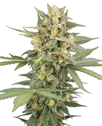 Semillas automáticas de Alien OG - Importación Europea | Jhon Daime