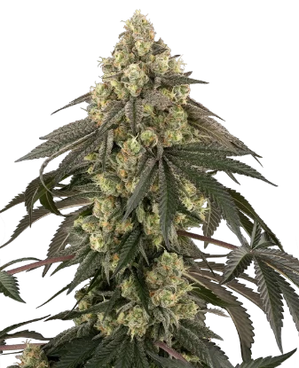Semillas automáticas de Kosher Kush - Importación Europea | Jhon Daime