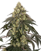 Semillas automáticas de Kosher Kush - Importación Europea | Jhon Daime