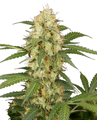 Semillas feminizadas de Crystal Candy - Importación Europea | Jhon Daime