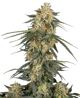 Semillas automáticas de Cream Mandarine XXL - Importación Europea | Jhon Daime