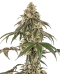 Semillas feminizadas de Cream Mandarine - Importación Europea | Jhon Daime