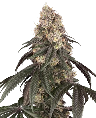 Semillas feminizadas de Red Mandarine - Importación Europea | Jhon Daime