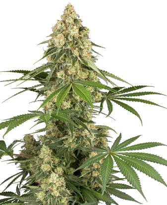 Semillas feminizadas de Orange Klymax x Celestial - Criador Nikky | Jhon Daime