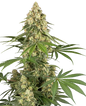 Semillas feminizadas de Orange Klymax x Celestial - Criador Nikky | Jhon Daime