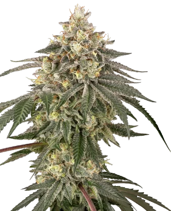 Semillas feminizadas de Orange Klymax x Mimosa - Criador Nikky | Jhon Daime