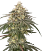 Semillas feminizadas de Orange Klymax x Mimosa - Criador Nikky | Jhon Daime
