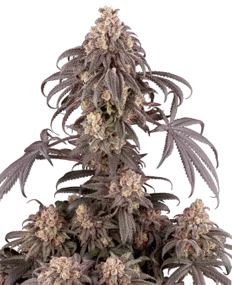 Semillas feminizadas de Big Devil - Importación Europea | Jhon Daime