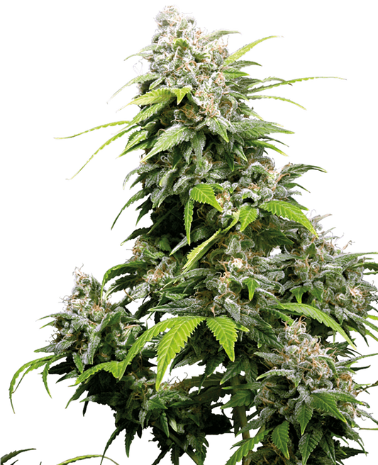 Wedding Cake x Mimosa - feminizada - Jhon Daime