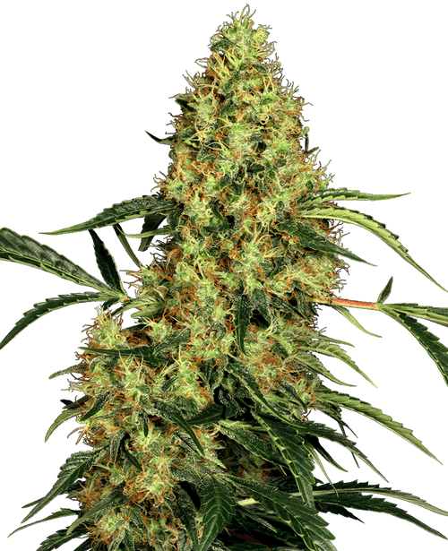 Semillas feminizadas de Chocotangie x Mimosa - Criador Nikky | Jhon Daime