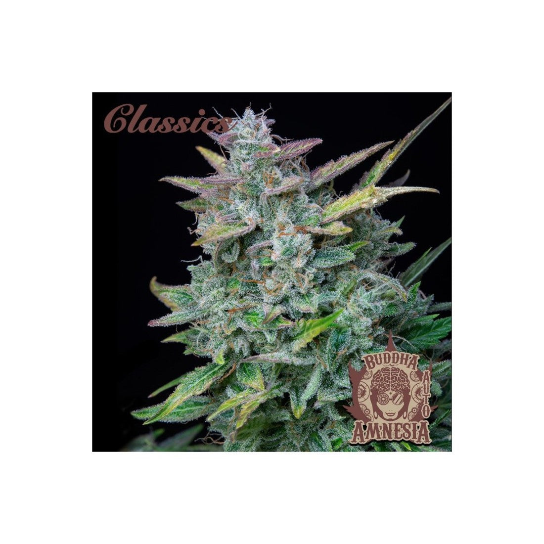 Amnesia Classics Auto X3