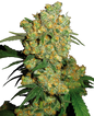 Sherb Breath x Hindú Zkittlez - Feminizada - Jhon Daime