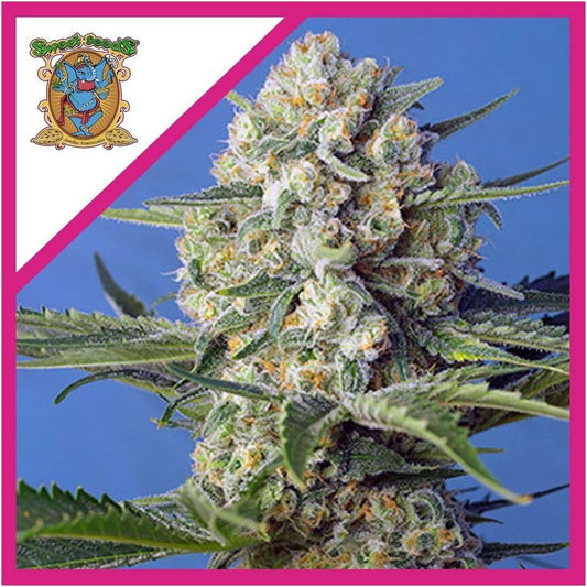 Crystal Candy F1 Fem (3+1)