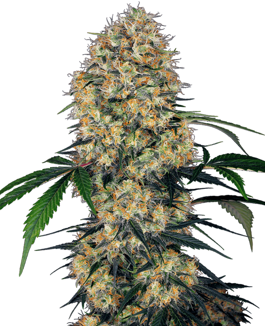 Bc God Bud x Mimosa - Feminizada - Jhon Daime