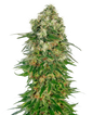 Green Posion - Fast Version